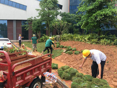 为提高苗木种植成活率,在园林绿化工程施工栽植时应该注意以下几点: